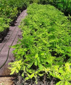 Tropical Gooseberry Live Plant - Chùm ruột - 1 Foot Tall - Ships in 6 inch Pot - Image 2