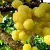Tropical Gooseberry Live Plant - Chùm ruột - 1 Foot Tall - Ships in 6 inch Pot - Image 1