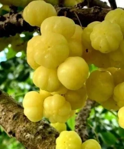 Tropical Gooseberry Live Plant - Chùm ruột - 1 Foot Tall - Ships in 6 inch Pot - Image 1