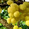 Tropical Gooseberry Live Plant - Chùm Ruột - 2-3 Feet Tall - 3 Gallon Pot - Image 1