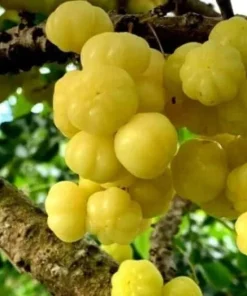 Tropical Gooseberry Live Plant - Chùm Ruột - 2-3 Feet Tall - 3 Gallon Pot - Image 1
