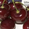 Utah Giant Cherry Live Plant - 3-4 ft Tall Grafted Tree for Sweet Fruit - Image 1