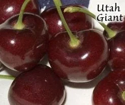 Utah Giant Cherry Live Plant - 3-4 ft Tall Grafted Tree for Sweet Fruit - Image 1