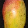 Valencia Pride Mango Tree - Grafted Live Plant - Tropical Fruit Tree - Image 1