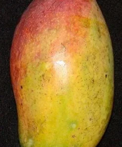 Valencia Pride Mango Tree - Grafted Live Plant - Tropical Fruit Tree - Image 1