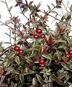 Variegated Chilean Guava Live Plant – Ugni molinae Flambeau – 1 to 2 Feet Tall in 3 Gallon Pot - Image 2