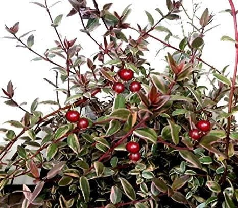 Variegated Chilean Guava Live Plant – Ugni molinae Flambeau – 1 to 2 Feet Tall in 3 Gallon Pot - Image 2