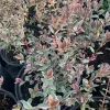 Variegated Chilean Guava Live Plant – Ugni molinae Flambeau – 1 to 2 Feet Tall in 3 Gallon Pot - Image 1
