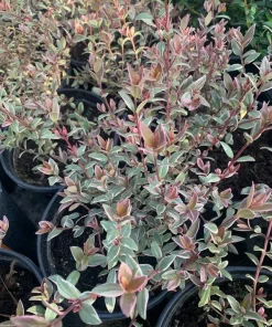 Variegated Chilean Guava Live Plant – Ugni molinae Flambeau – 1 to 2 Feet Tall in 3 Gallon Pot - Image 1