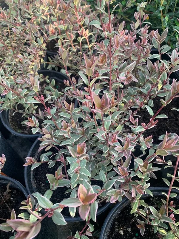 Variegated Chilean Guava Live Plant – Ugni molinae Flambeau – 1 to 2 Feet Tall in 3 Gallon Pot - Image 1