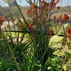 Velvet Amber Kangaroo Paw Live Plant, 6 inch Pot, Anigozanthos - Image 1