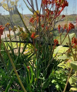 Velvet Amber Kangaroo Paw Live Plant, 6 inch Pot, Anigozanthos - Image 1