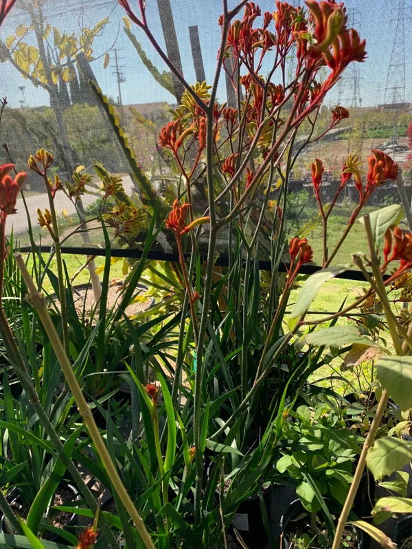 Velvet Amber Kangaroo Paw Live Plant, 6 inch Pot, Anigozanthos - Image 1