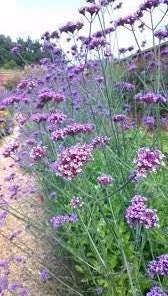 Verbena bonariensis Live Plant – 4" Tall Starter – Attracts Pollinators - Image 2