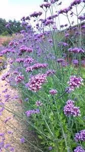 Verbena bonariensis Live Plant – 4" Tall Starter – Attracts Pollinators - Image 2