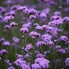 Verbena bonariensis Live Plant – 4" Tall Starter – Attracts Pollinators - Image 1