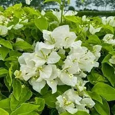 White Bougainvillea Live Plant – 1-2 ft Tall – 6 inch Pot – Outdoor Shrub - Image 1