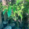 White Champaca Live Plant 1-2 ft Tall in 1 Gallon Pot, Fragrant Outdoor Tree - Image 1