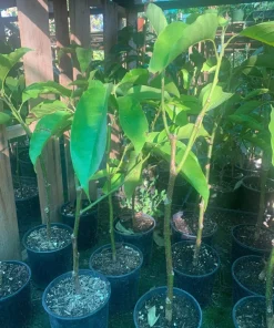 White Champaca Live Plant 1 to 2 Feet Tall in 1 Gallon Pot Fragrant Magnolia - Image 1