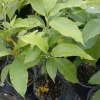 White Champaca Live Plant - Michelia Alba Tree, 2-3 ft Tall, in 3 Gal Pot - Image 1