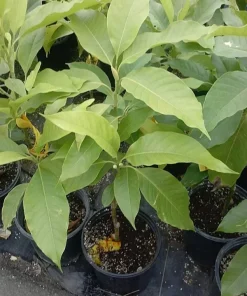 White Champaca Live Plant - Michelia Alba Tree, 2-3 ft Tall, in 3 Gal Pot - Image 1