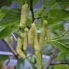 White Mulberry Live Plant – Long Fruits – 2 to 3 Feet Tall – Outdoor Edible Tree - Image 1