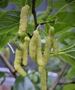 White Mulberry Live Plant – Long Fruits – 2 to 3 Feet Tall – Outdoor Edible Tree - Image 1