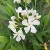 White Nerium Oleander Live Plant – 6-inch Pot – Outdoor Shrub - Image 1