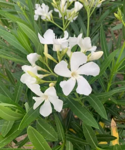 White Nerium Oleander Live Plant – 6-inch Pot – Outdoor Shrub - Image 1