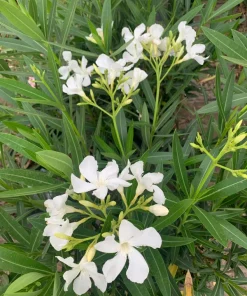 White Nerium Oleander Live Plant – 6-inch Pot – Outdoor Shrub - Image 2