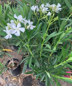 White Nerium Oleander Live Plant – 6-inch Pot – Outdoor Shrub - Image 3