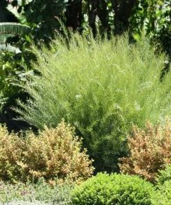 Willow Wattle Live Plant - Acacia iteaphylla - 1 Gallon - 1 Foot Tall - Image 2