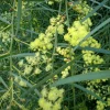 Willow Wattle Live Plant - Acacia iteaphylla - 1 Gallon - 1 Foot Tall - Image 1