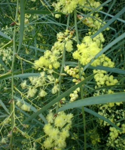 Willow Wattle Live Plant - Acacia iteaphylla - 1 Gallon - 1 Foot Tall - Image 1