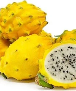 Yellow Dragon Fruit Cuttings - 3 Fresh 1-Foot Cuttings - Vining Plant - Image 2
