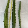 Yellow Dragon Fruit Cuttings - 3 Fresh 1-Foot Cuttings - Vining Plant - Image 1