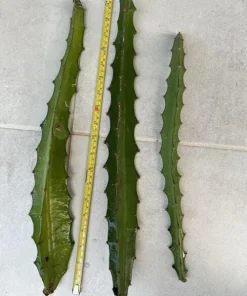 Yellow Dragon Fruit Cuttings - 3 Fresh 1-Foot Cuttings - Vining Plant - Image 1