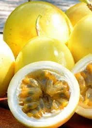 Yellow Passion Fruit Live Plant – 3-4 ft Tall Vine – Potted 3 Gallon – Outdoor - Image 1