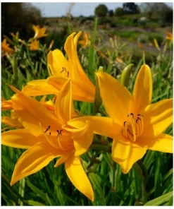 1 Aztec Gold Daylily Perennial Flower Bare Root Plant - Yellow/Gold Outdoor - Image 2