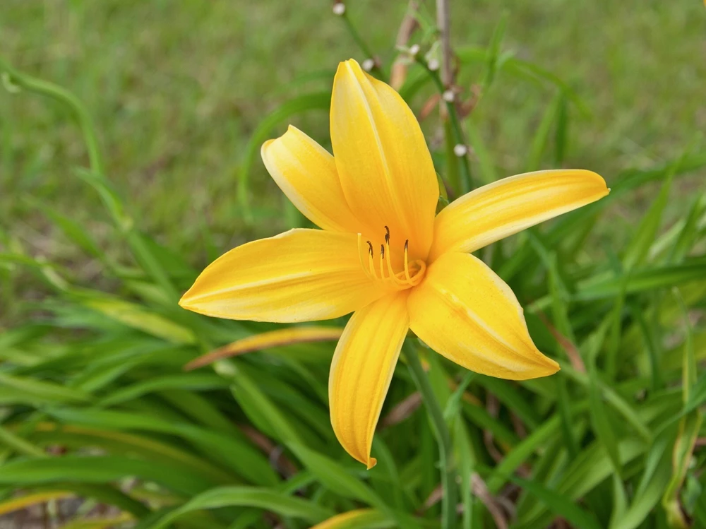1 Aztec Gold Daylily Perennial Flower Bare Root Plant - Yellow/Gold Outdoor - Image 3