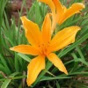 1 Aztec Gold Daylily Perennial Flower Bare Root Plant - Yellow/Gold Outdoor - Image 1