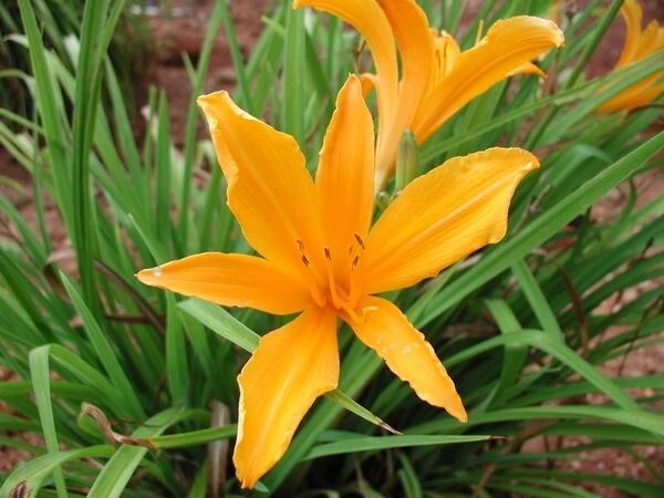 1 Aztec Gold Daylily Perennial Flower Bare Root Plant - Yellow/Gold Outdoor - Image 1