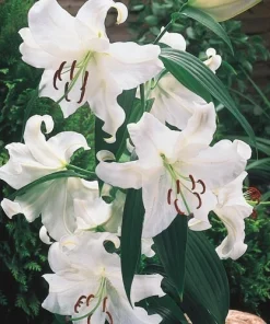 1 Casa Blanca Oriental Lily Flower Bulb - White Perennial Outdoor - Image 2