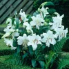 1 Casa Blanca Oriental Lily Flower Bulb - White Perennial Outdoor - Image 1