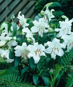 1 Casa Blanca Oriental Lily Flower Bulb - White Perennial Outdoor - Image 1
