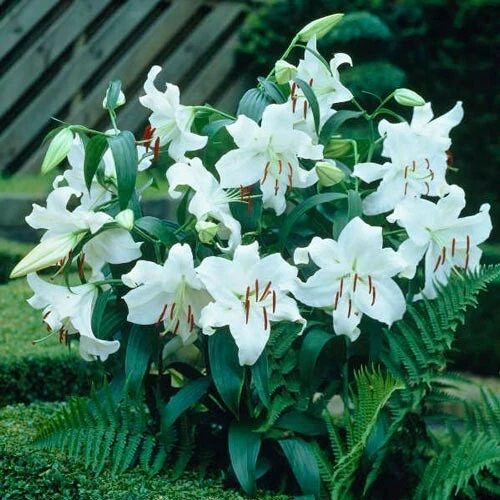 1 Casa Blanca Oriental Lily Flower Bulb - White Perennial Outdoor - Image 1