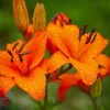 1 Durango Lily Flower Bulb - Perennial Orange Oriental Lily for Outdoor Gardens - Image 1