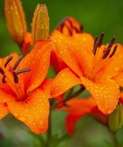 1 Durango Lily Flower Bulb - Perennial Orange Oriental Lily for Outdoor Gardens - Image 1