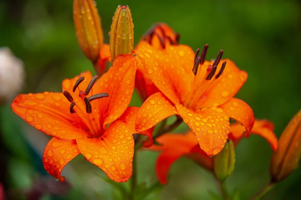 1 Durango Lily Flower Bulb - Perennial Orange Oriental Lily for Outdoor Gardens - Image 1