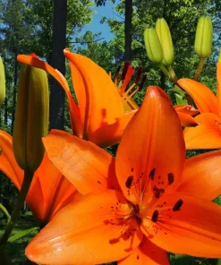 1 Durango Lily Flower Bulb - Perennial Orange Oriental Lily for Outdoor Gardens - Image 2